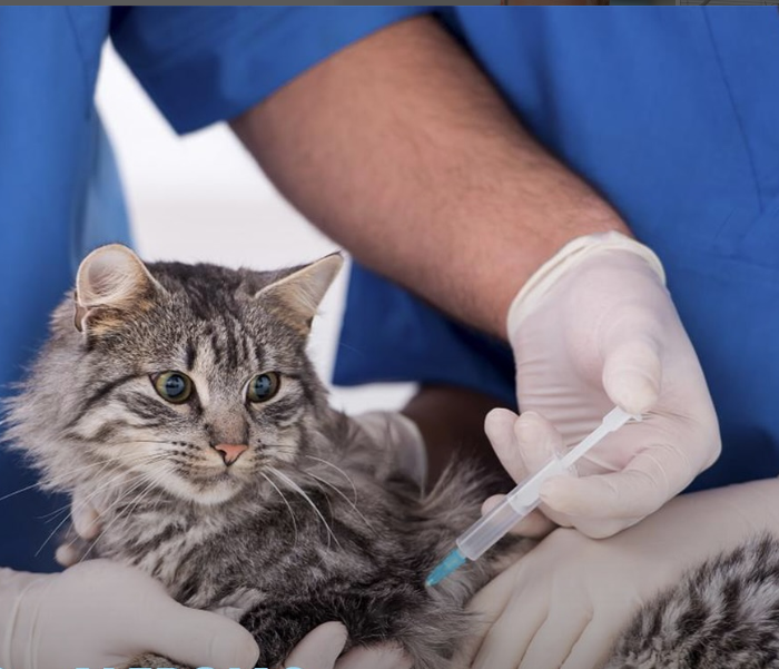 Conheça as doenças mais comuns em gatos e como preveni-las