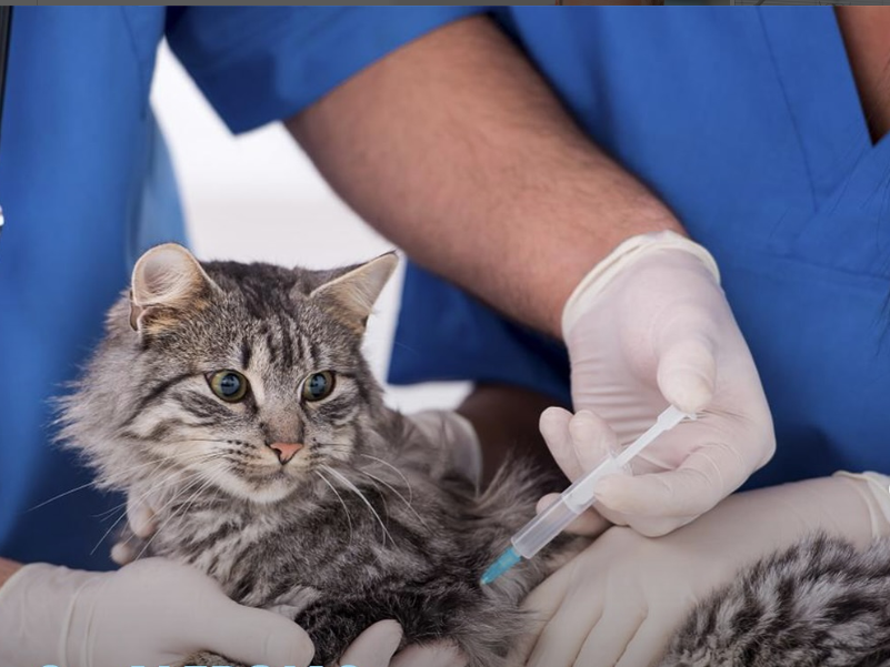 Conheça as doenças mais comuns em gatos e como preveni-las