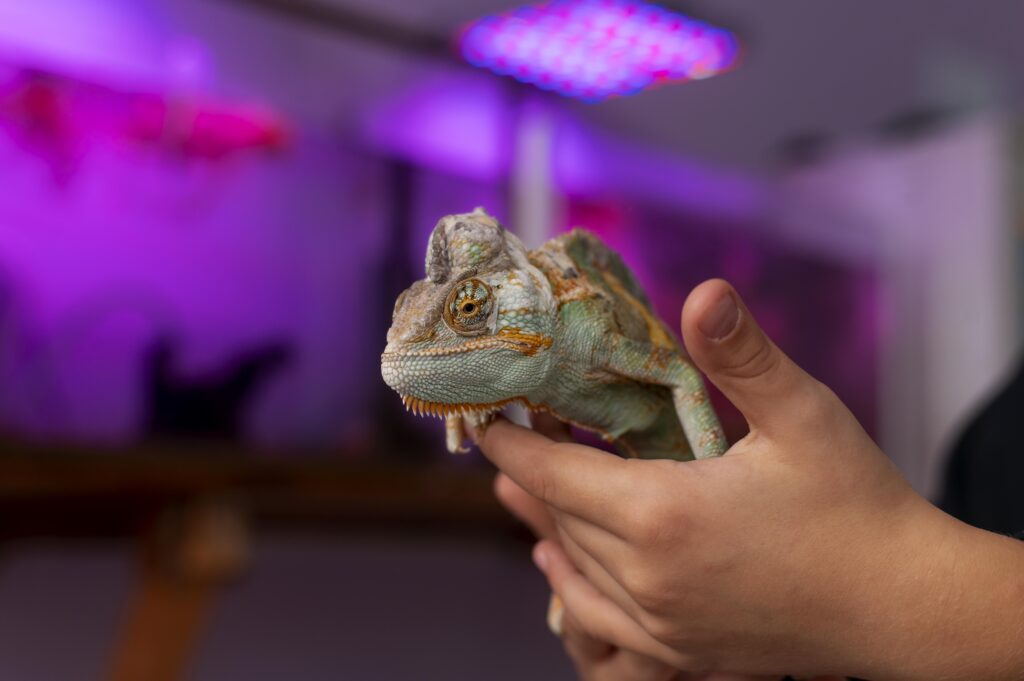 Pet exóticos