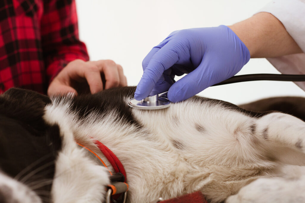 Entenda mais sobre os benefícios da dermatologia veterinária.