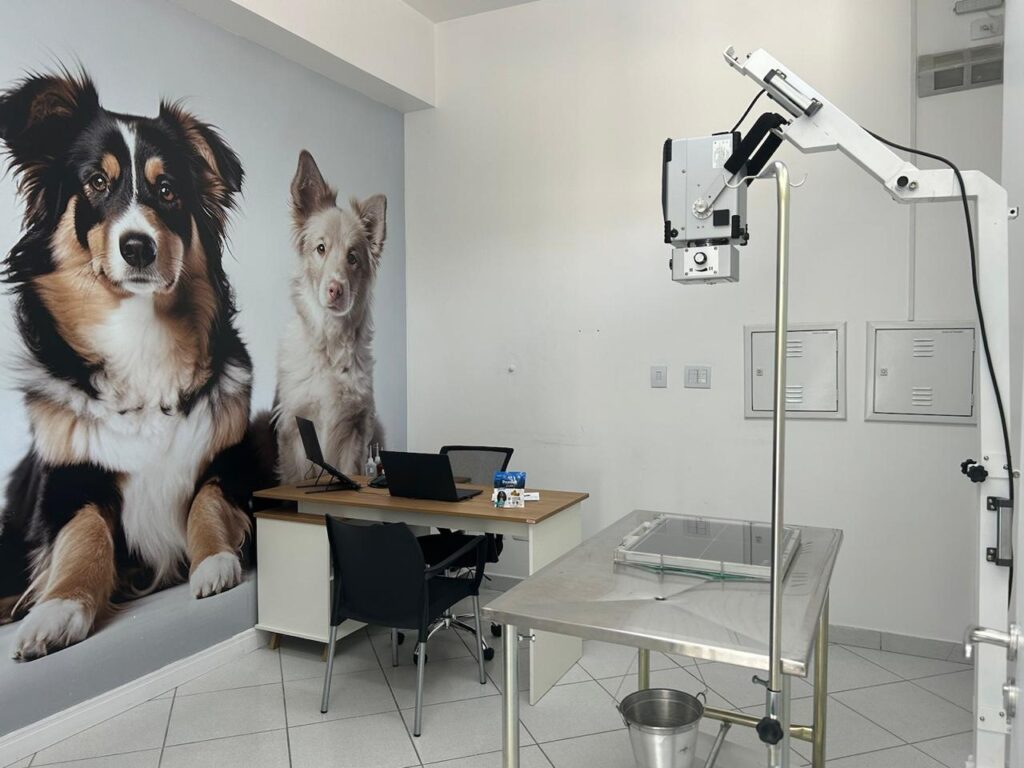 Entenda mais sobre a atuação e a importância da neurologia veterinária!