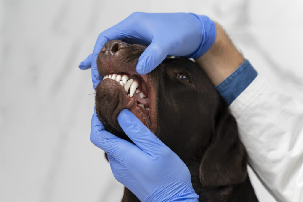 Conheça mais sobre a importância da saúde dental veterinária com a Faros!