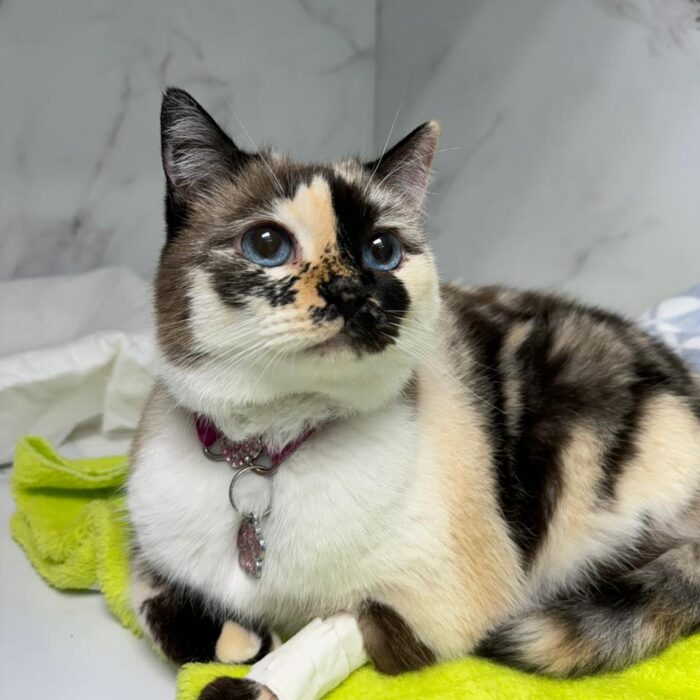 Entenda mais sobre a importância da microchipagem de pets!