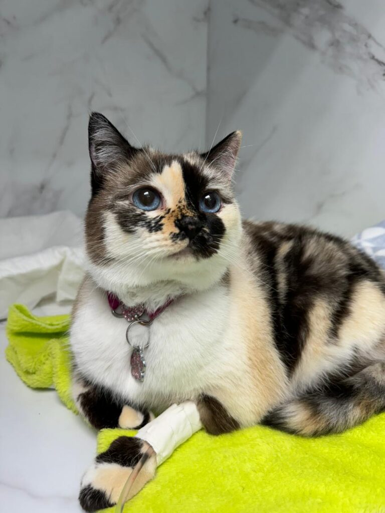 Entenda mais sobre a importância da microchipagem de pets!