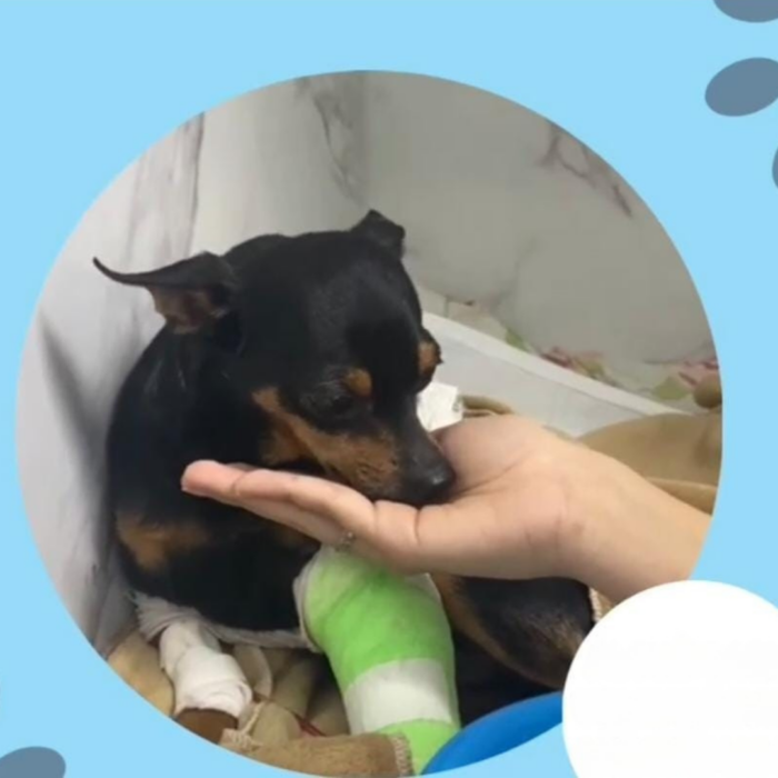Entenda mais sobre como funciona e o que é a fisioterapia veterinária!