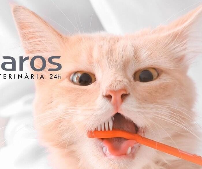Conheça mais sobre as principais doenças odontológicas em cães e gatos!