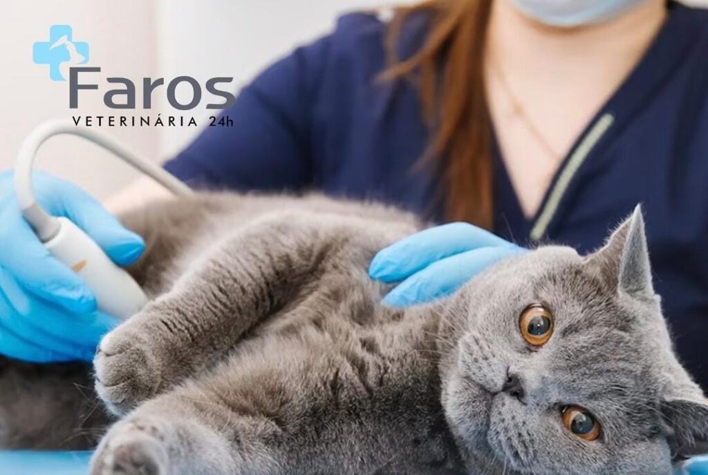 Entenda mais sobre quando e como procurar um oncologista veterinário em São Paulo!