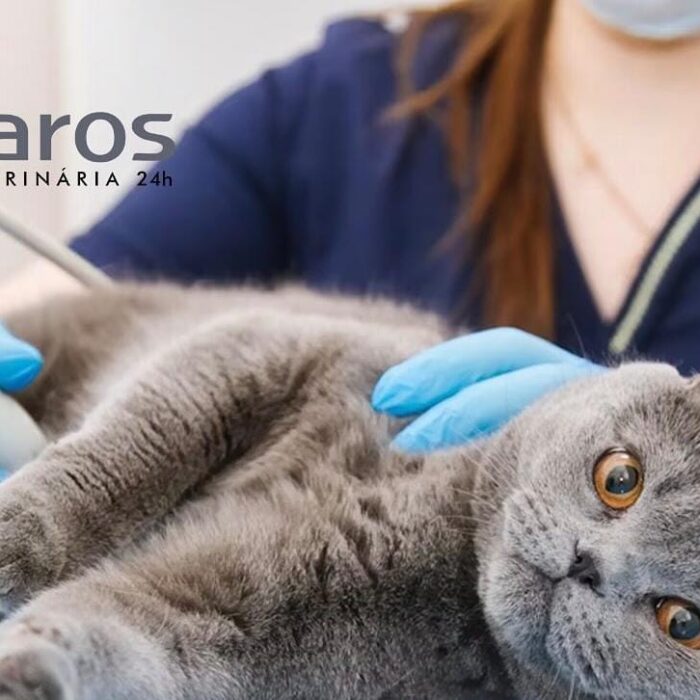 Entenda mais sobre quando e como procurar um oncologista veterinário em São Paulo!