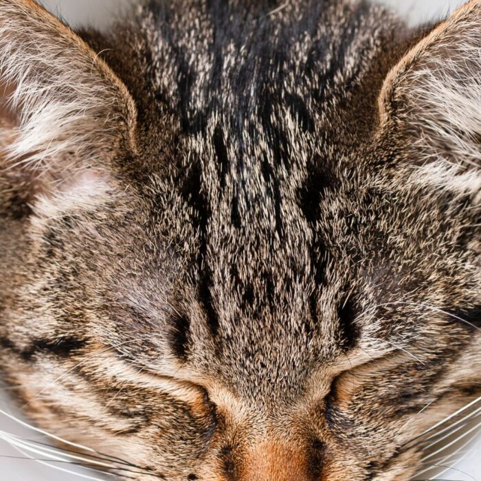 Entenda mais sobre o funcionamento da anestesia geral em animais com a Faros!