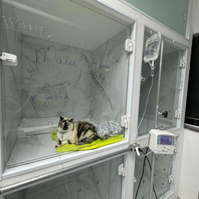 Entenda como levar gato ao veterinário sem estresse com a Faros!