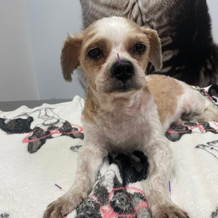 Câncer mais comuns em cachorros: diagnóstico, tratamento e cuidados