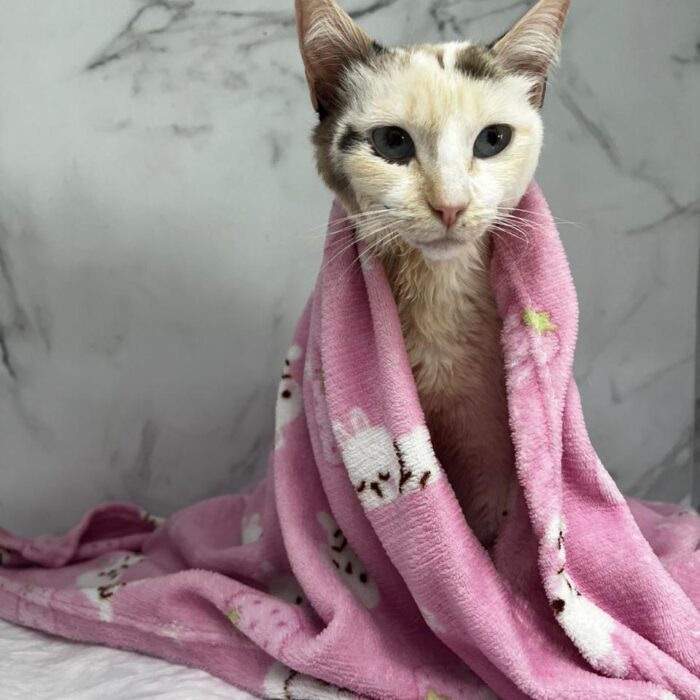 Entenda quando procurar um gastroenterologista veterinário com a Faros!