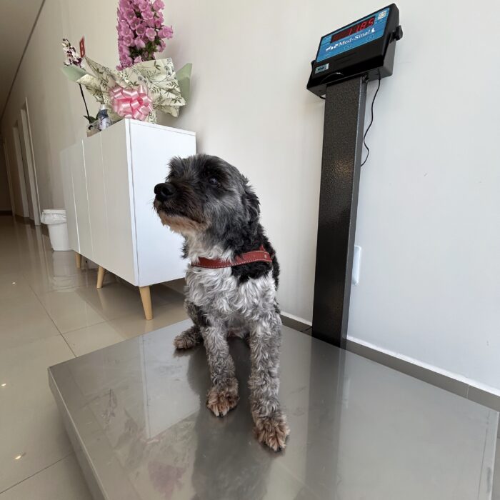 Adestramento positivo: