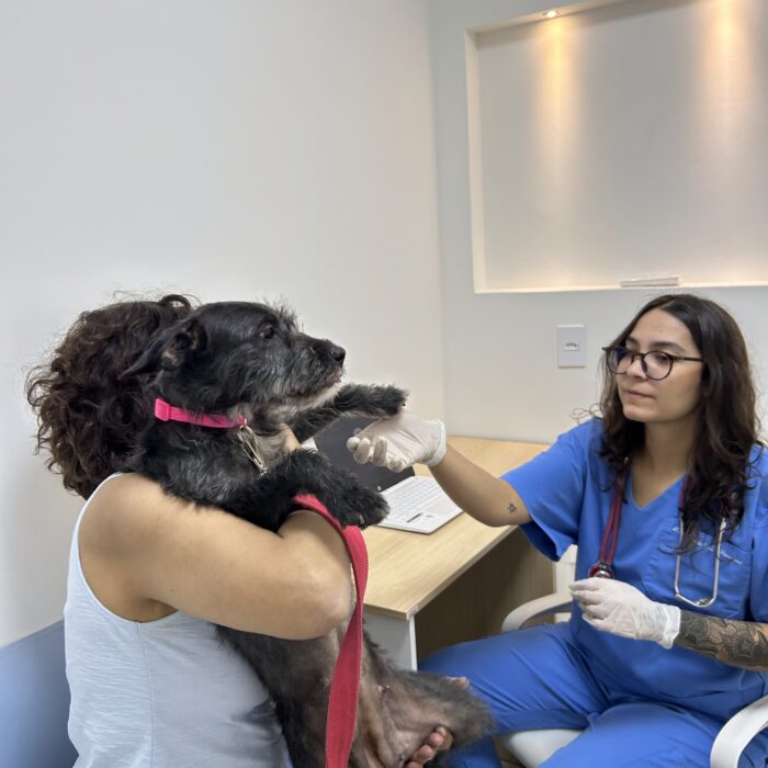 Como saber se meu cachorro está com dor? Entenda os sinais e saiba quando procurar ajuda veterinária