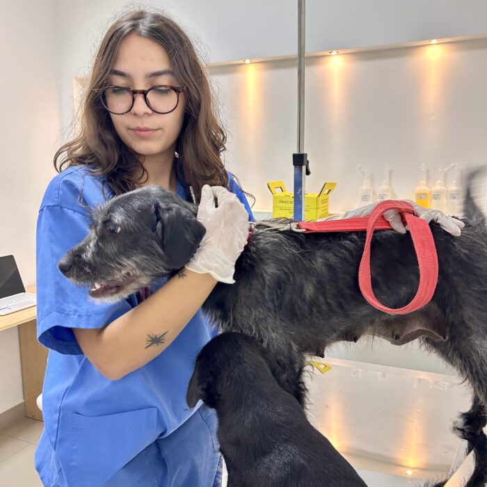 Nutrição pet: a importância de uma dieta balanceada