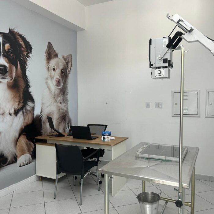 Entenda o funcionamento da cirurgia ortopédica em cães e gatos!