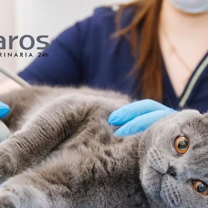 Entenda o que fazer em caso de convulsão em pets!