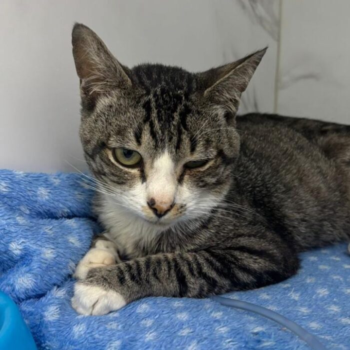 Guia sobre odontologia Veterinária