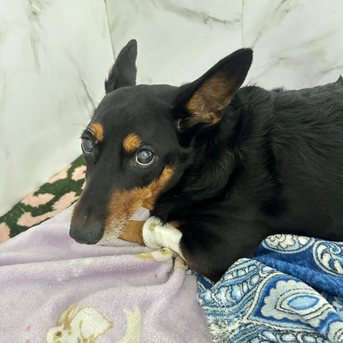 Raiva em cães e gatos