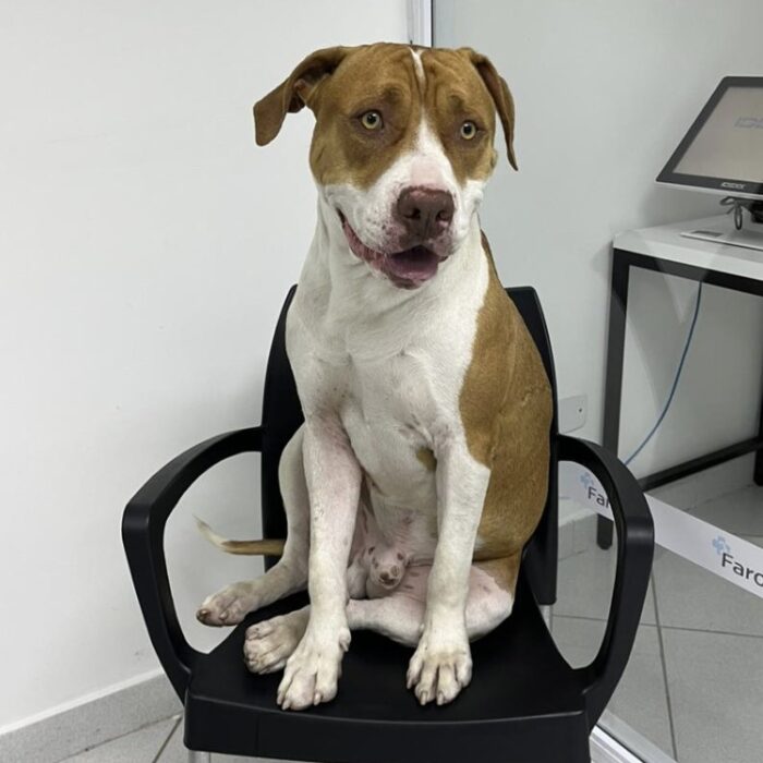 Veja como ensinar o cachorro a fazer xixi no lugar certo!