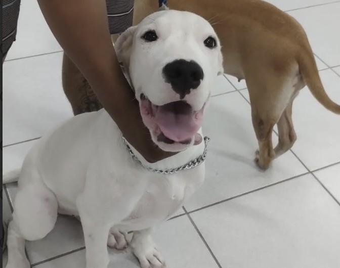 Entenda o que realmente é a otite em cachorros!