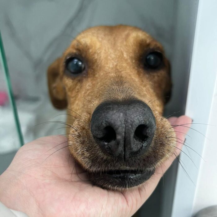Venha com a Faros e conheça os principais sintomas de câncer em cachorros!