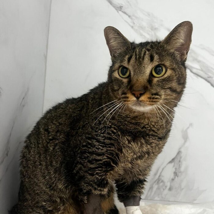 Venha com a Faros e conheça os sintomas de câncer em gatos!