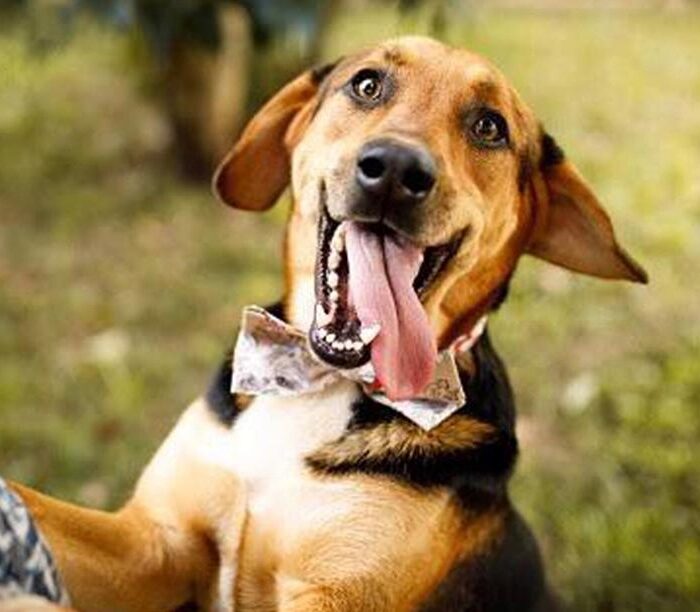 Conheça quais são os principais sinais de envelhecimento em cães!